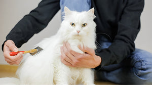 Importance Of Grooming For Pet Health Care