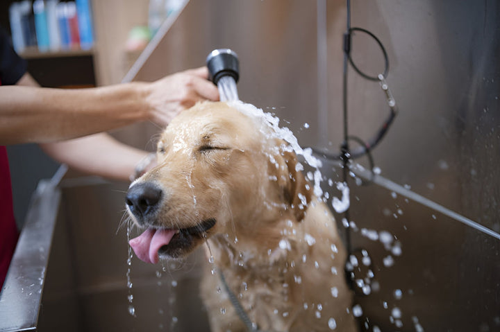 Best Bathing Routine For Clean Healthy Pets